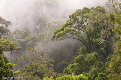 Danum Valley  - Zum Vergroessern klicken!